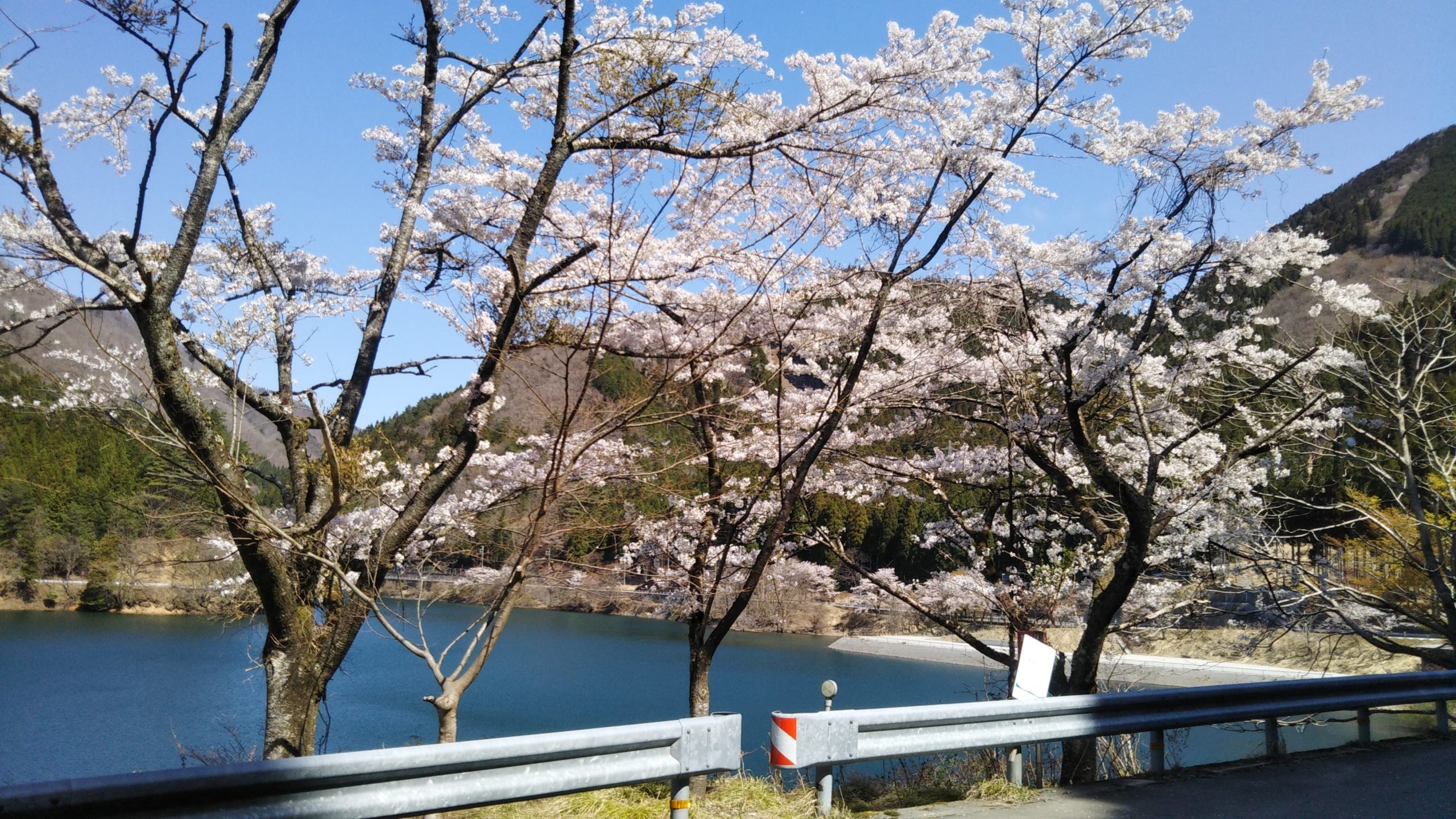 桜と音水湖、引原ダム