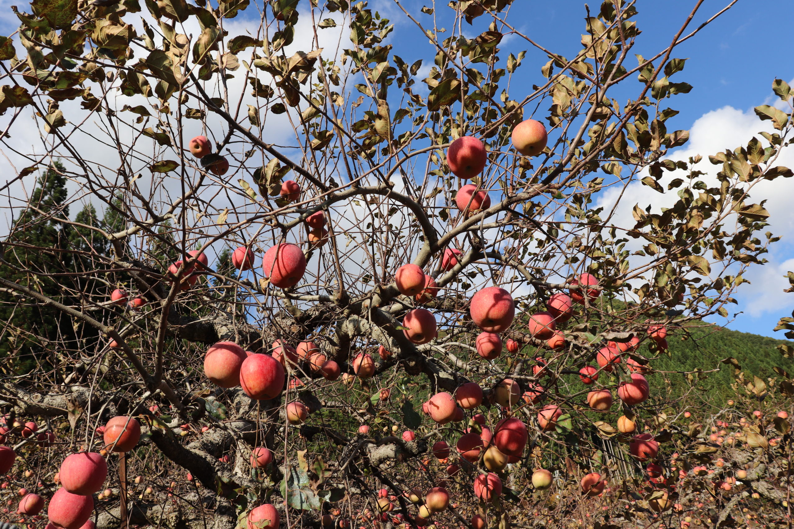 原観光りんご園のリンゴの木